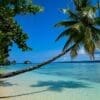 Image: a palm tree leaning over the water on a beach